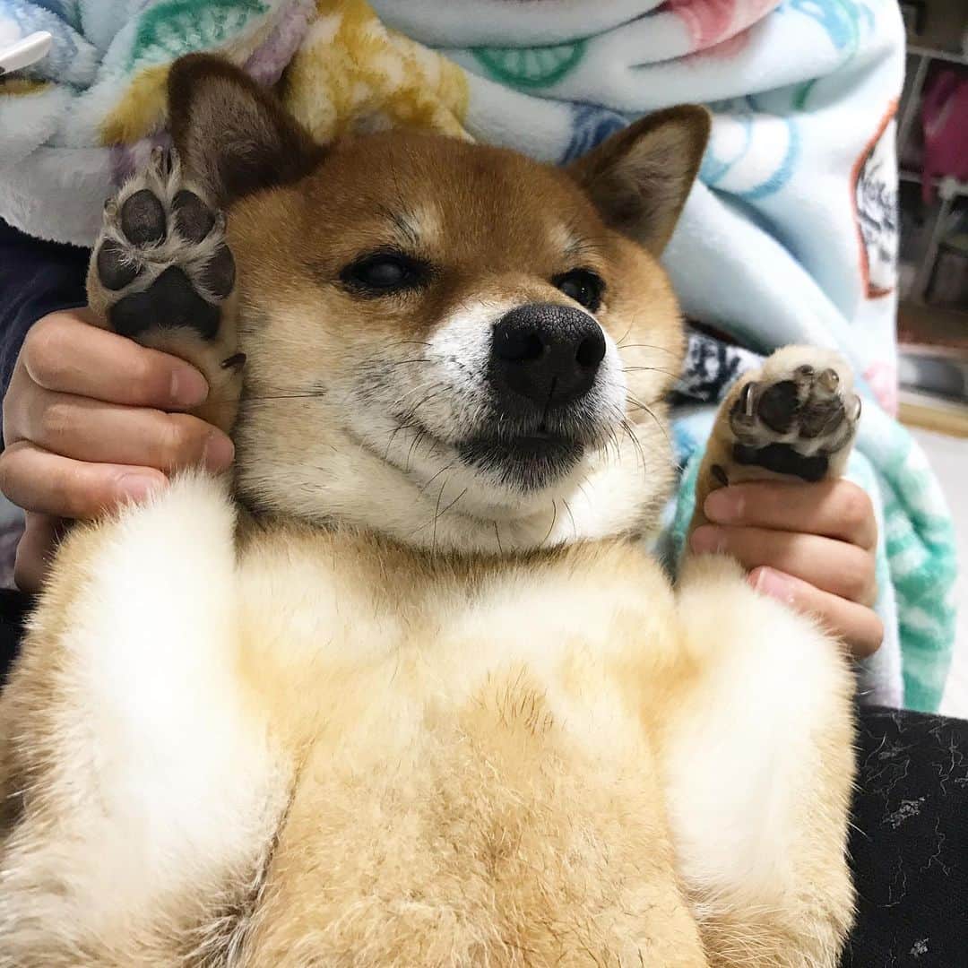 柴犬はなこ Shibainu Hanakoのインスタグラム：「娘ちゃんに遊ばれてしまったはなっぺ姉さんです👻 またもや、散歩中にトラブル😞3才の柴女子に軽く噛まれてしまって、座り込んでヒュンヒュン鳴いちゃった。血は出てないけど痛かったみたい。女の子はダメなんですよーって言ってたおばさま、車来たのに避けてくれないから、こちらが避けようと思ったら近づきすぎてやられた…😩しかもその後、抱っこされてしばらく謝られたけど知らない人にひたすら抱っこされて犬ってどんな気持ちになるんだろう。はなっぺ、ごめんね… 猛反省😞」