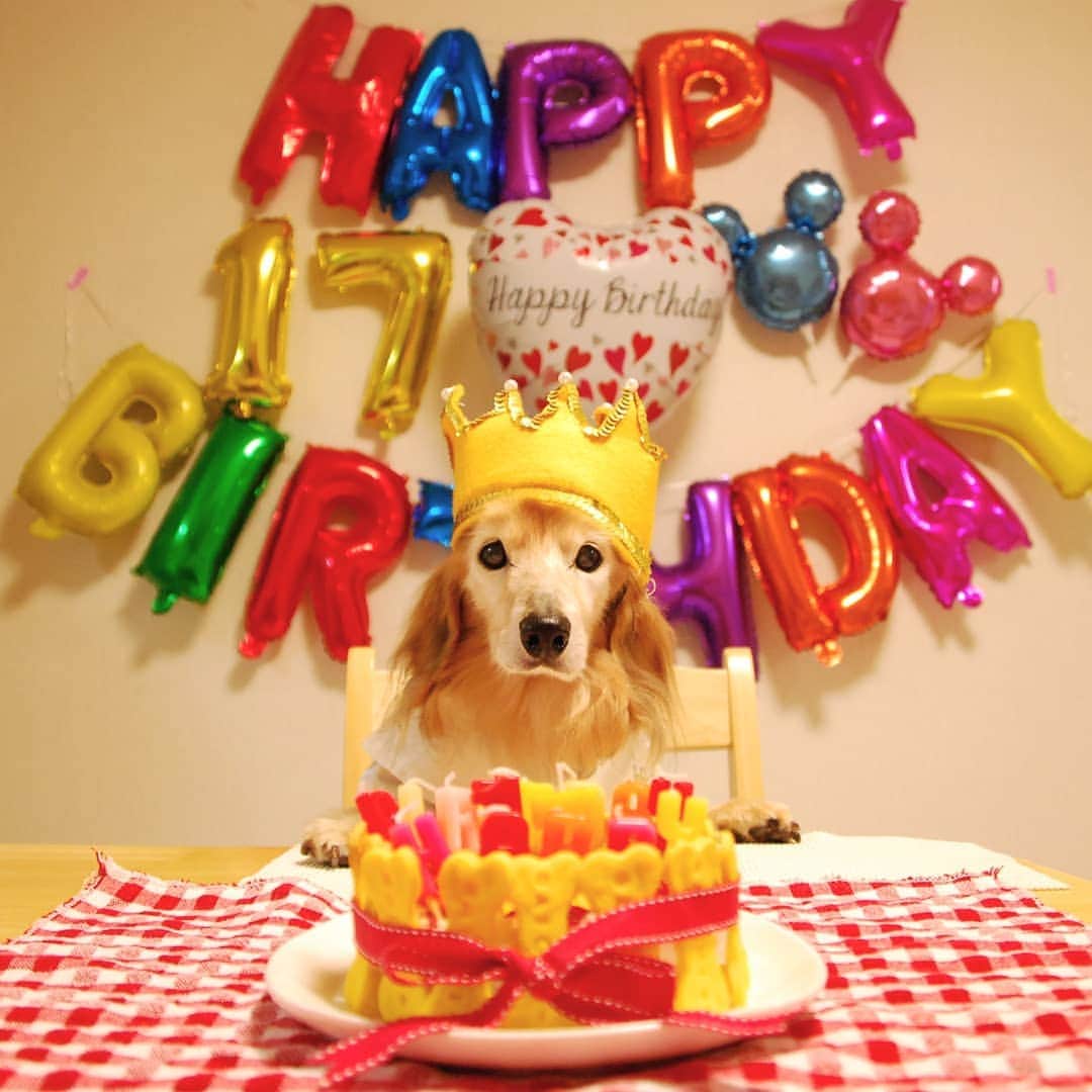 ?モデル?大地?さんのインスタグラム写真 - (?モデル?大地?Instagram)「♪🐾2021*🎂2*17🐾 . 今日は👑大地っ子 💖17歳の🎂お誕生日💕 🎉🎊🎆💐🍖🎂🍾🥂🎉 . . 👑大地〜💕 17歳の🎂お誕生日 超ウルトラスーパーめっちゃ超絶おめでと〜💕 😆😆😆😆😆😆😆😆😆😆😆😆😆😆😆😆😆 . . . . 言葉では言い表せないくらい この日を迎えられた事が 本当に本当に💖嬉しくて いっぱいいっぱい💖感謝しています🎶😆😆😆 . . 💖17歳の1年も ゆっくり💕のんびり💕まったり💕マイペースに😁 . 🚙お出掛けしたり😄 🍖美味しい🍚ご飯を食べたり😁 🎶楽しい時間を 沢山沢山沢山沢〜山過ごして行こうね💕✌️😄 . . 👑大地💕 大好き💕🥰🥰🥰 . . 🐾🐾🐾🐾🐾🐾🐾🐾🐾🐾🐾🐾🐾🐾 . #大地#大好き#だいすき #いつも一緒#ずっと一緒 #大地なしでは生きて行けませんw #いぬ#イヌ#犬#わんこ . #ワンコ#愛犬#いぬばか部 #犬バカ部#いぬら部#いぬすたぐらむ #犬のいる暮らし#pecoいぬ部 #誕生日#お誕生日#happybirthday#おめでとう . #横浜#yokohama#神奈川#kanagawa #ミニチュアダックスフンド#ミニチュアダックス #ダックスフンド#ダックス」2月17日 22時58分 - sachi_daichi