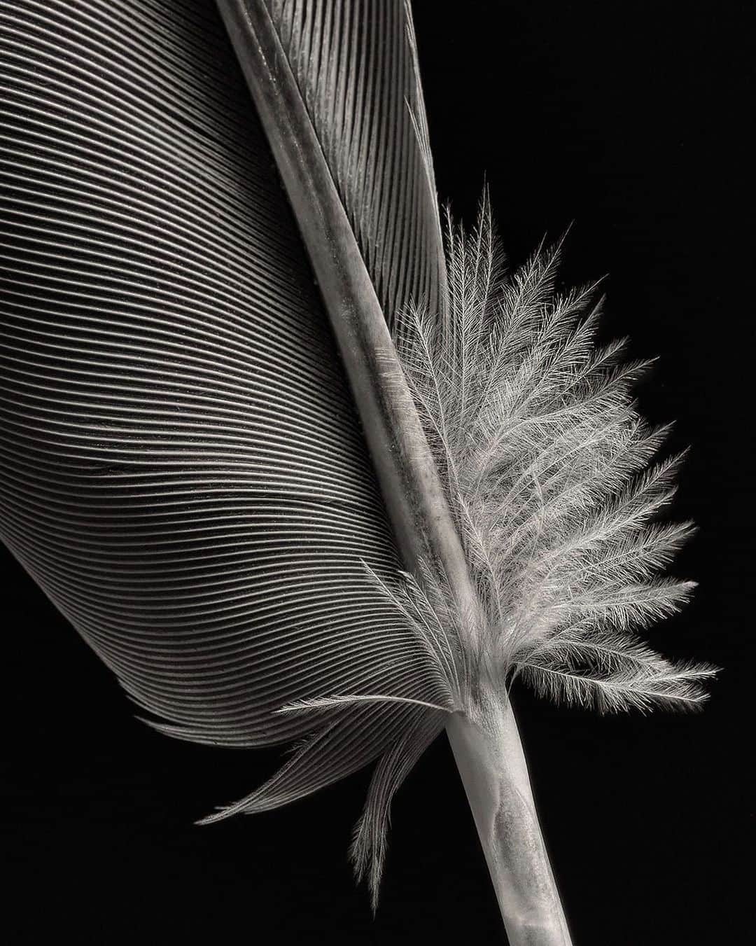 NikonUSAさんのインスタグラム写真 - (NikonUSAInstagram)「#NikonAmbassador @joeyterrill: "The downy barbs of a feather seemed like an appropriate subject for my first images with the new Nikon Z 7II. As you can see, the rich tonal range, the silky transitions between the tones, and the deep resolving power of the camera is nothing short of remarkable. It will easily be my first choice going forward."  📸: Nikon Z 7II with the Mount Adapter FTZ and AF-S VR Micro-Nikkor 105mm f/2.8G IF-ED 5550K White Balance RAW Capture ISO 640 1/160 @ f/32 #Nikon #Z7II #nikonnofilter #Zcreators #blackandwhitephotography」2月17日 23時05分 - nikonusa