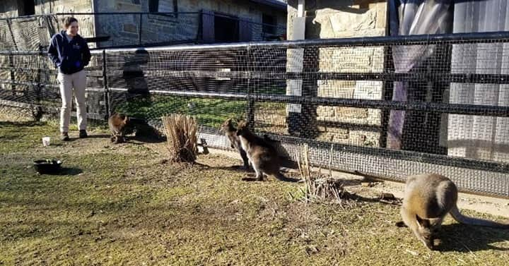 スミソニアン国立動物園のインスタグラム