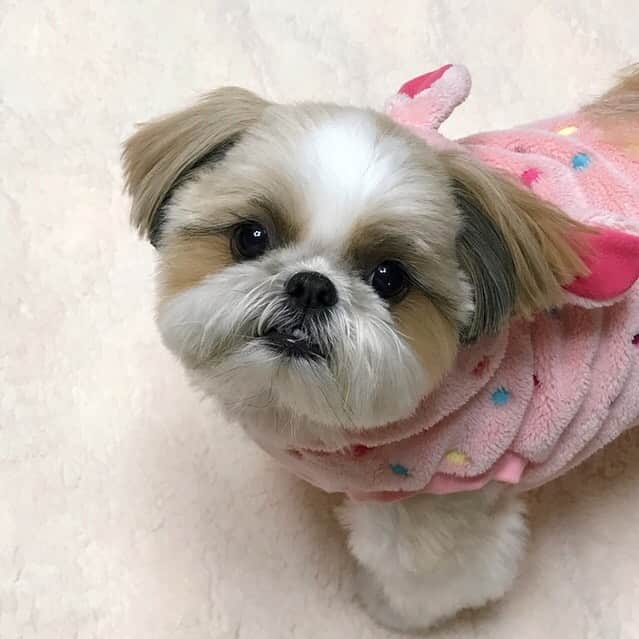 りんくのインスタグラム：「皆さん、ボクのお誕生日に沢山の温かいコメントをどうもありがとうございました😊🐶✨  お返事は週末まで待っていてね❤️❤️❤️ * * * * * #シーズー #シーズー大好き部 #ふわもこ部 #いぬすたぐらむ #shihtzu #shihtzulovers #shihtzusofinstagram #shihtzugram #shihtzupuppy #instadog #instashihtzu #instapuppy #puppylover #dogofinstagram #dog #doggy #fluffydog #weeklyfluff #cutedog #ilovemydog #mydogiscutest #happyface #dogsmile」
