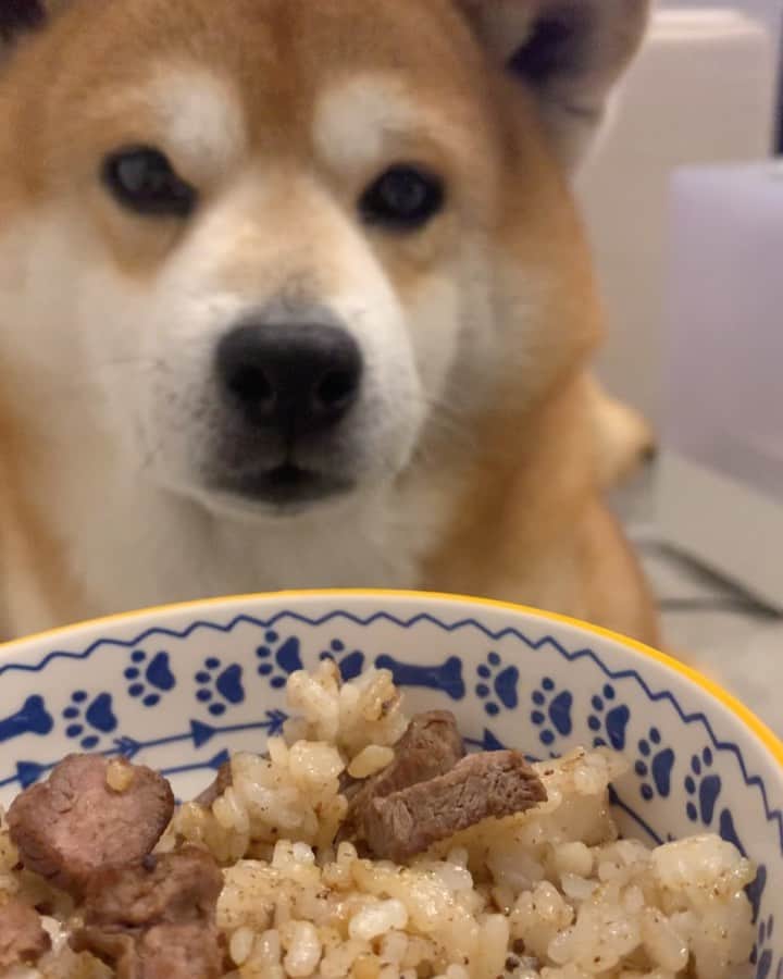 shibainu berryのインスタグラム