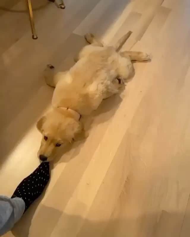 animalsのインスタグラム：「My girl dragging me shopping 😅 Video by: @mrmatthewbreen」