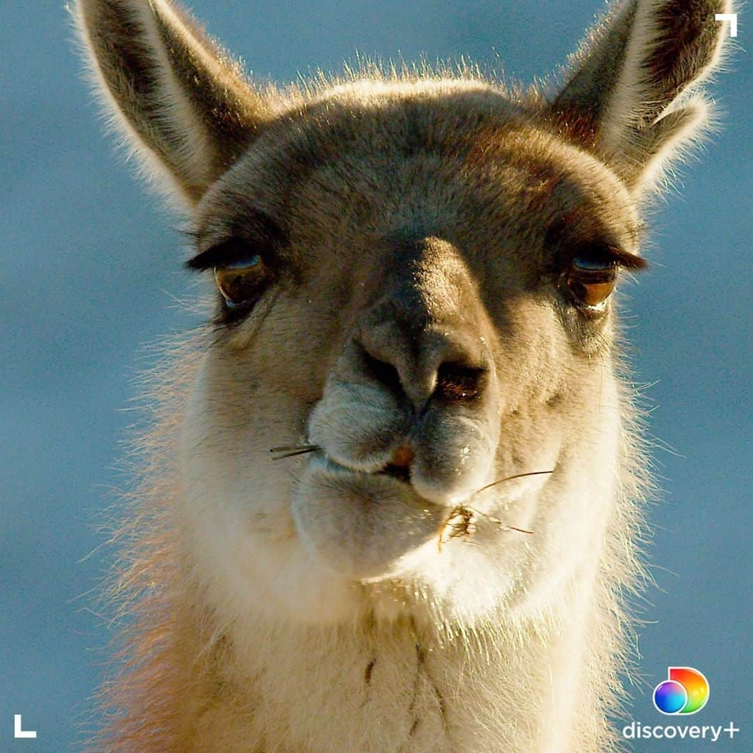 アニマルプラネットさんのインスタグラム写真 - (アニマルプラネットInstagram)「Happy Humpday!  Did you know, guanacos are related to camels but are native to South America.  Learn more about these creatures in Mysterious Planet, now streaming on @discoveryplus. Download and subscribe at the link in our bio. . . . . #wildlife #guanacos #nature #potd #animalplanet #discoveryplus」2月18日 0時00分 - animalplanet