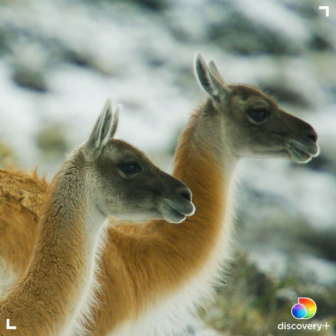 アニマルプラネットさんのインスタグラム写真 - (アニマルプラネットInstagram)「Happy Humpday!  Did you know, guanacos are related to camels but are native to South America.  Learn more about these creatures in Mysterious Planet, now streaming on @discoveryplus. Download and subscribe at the link in our bio. . . . . #wildlife #guanacos #nature #potd #animalplanet #discoveryplus」2月18日 0時00分 - animalplanet