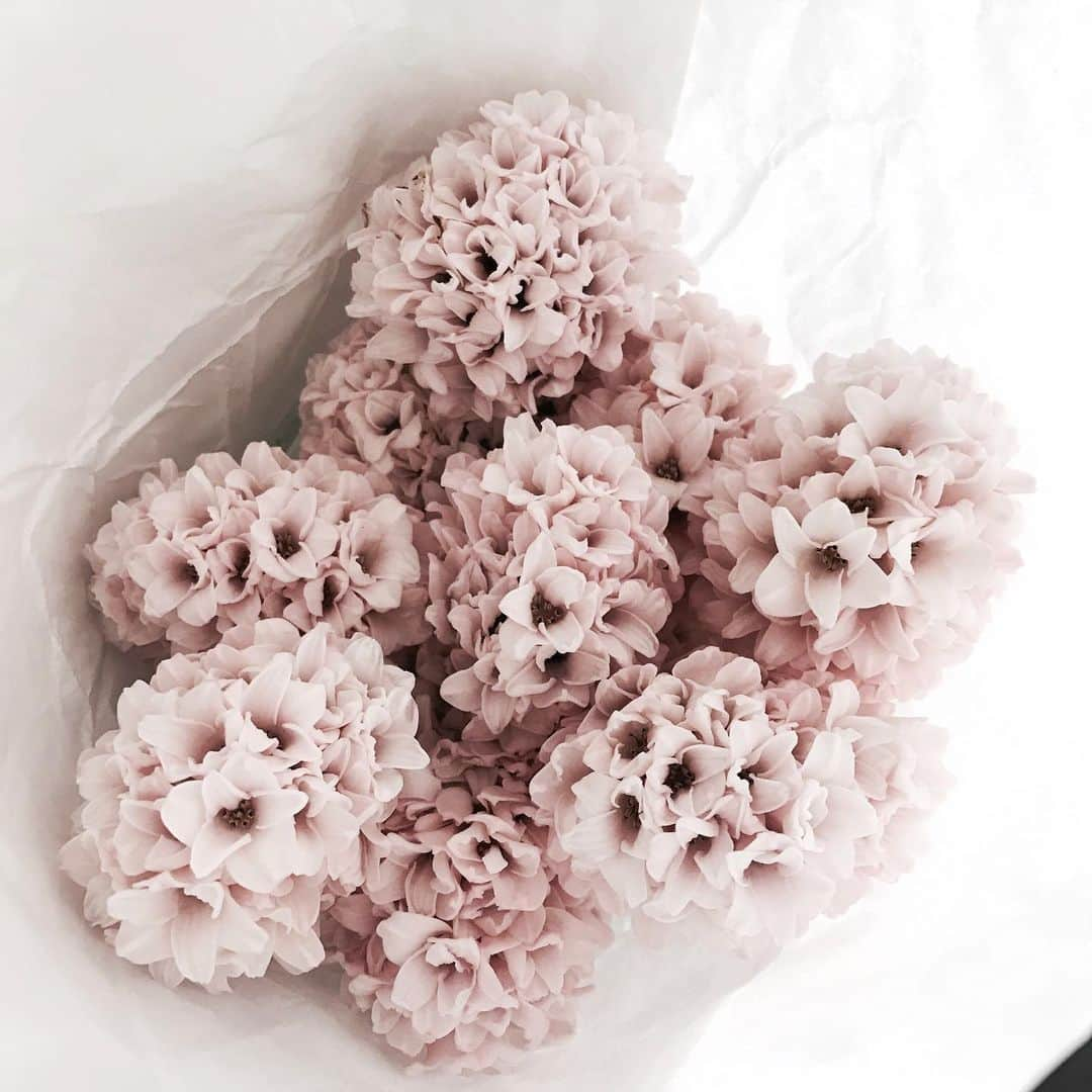 Florist.janeさんのインスタグラム写真 - (Florist.janeInstagram)「#hyacinth #히야신스」2月18日 0時12分 - jane.florist