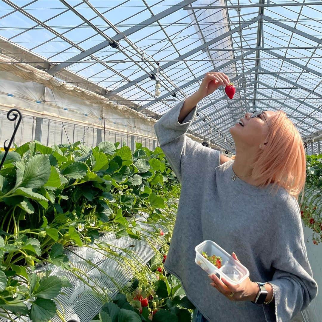 Mika Jimboさんのインスタグラム写真 - (Mika JimboInstagram)「【最大の穴場いちご狩り🍓🍓🍓狭山ベリーランド】﻿ ﻿ 念願のいちご狩り🍓🍓🍓﻿ マジで天気も最高だったなー☺️💯﻿ ﻿ 車で1時間ぐらい？でついたけど、﻿ 人結構いたけど余裕で入れるサイズの超でかいハウスだったから全然密じゃなくていいよ❗️﻿ ﻿ ¥2,200で30分間﻿ ほっぺ姫とあきひめ食べれるんだけど﻿ どっちもそれぞれ甘いし最高💯﻿ ﻿ みんなで食べまくった💘﻿ ﻿ わたしは大きいいちごばっかり選んで食べたぜ🤤🤤🤤 #狭山いちご狩り#狭山ベリーランド#いちご狩り#いちご狩り#いちご#埼玉#埼玉観光#埼玉県#さいたま#いちごがり」2月18日 0時07分 - mikajimbox