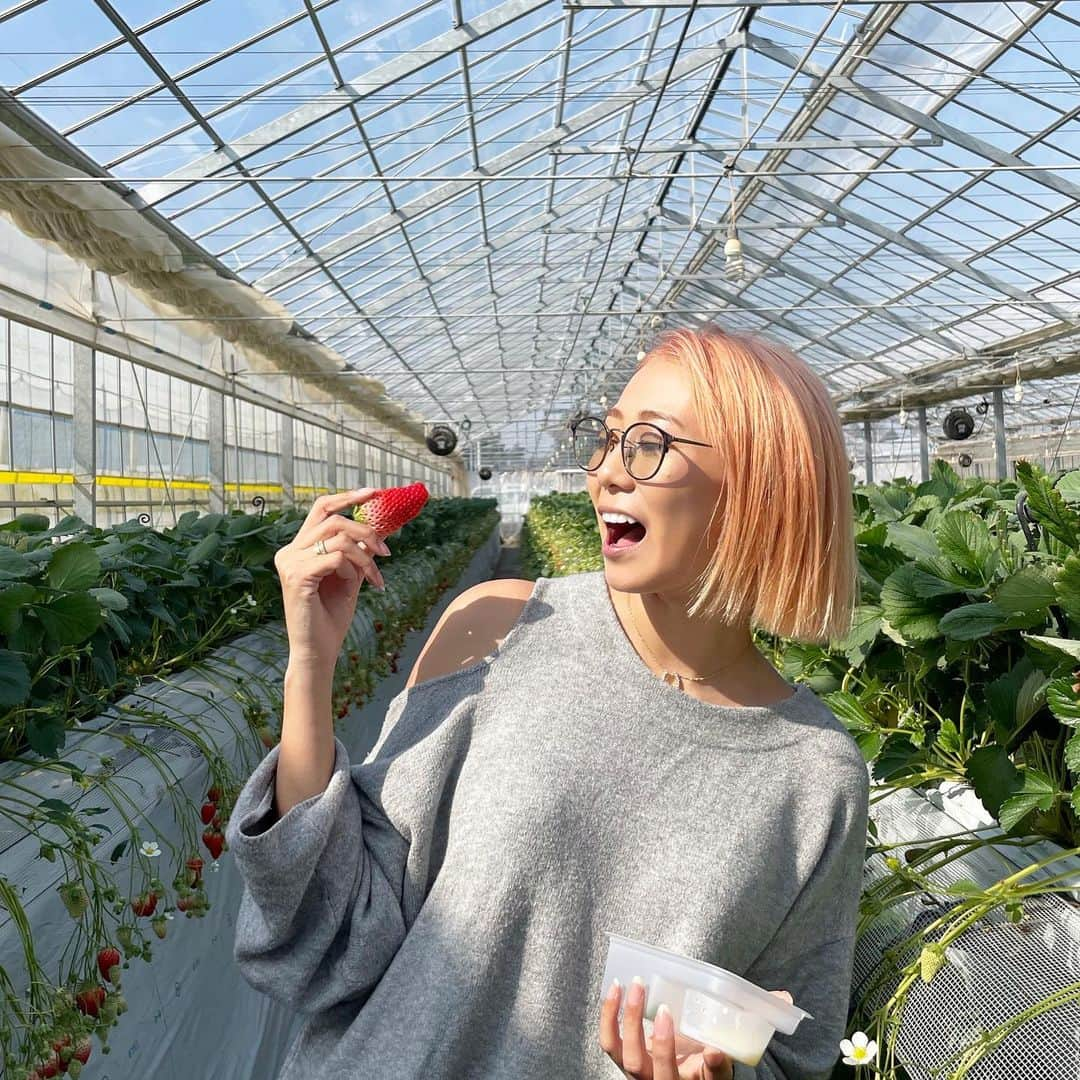 Mika Jimboさんのインスタグラム写真 - (Mika JimboInstagram)「【最大の穴場いちご狩り🍓🍓🍓狭山ベリーランド】﻿ ﻿ 念願のいちご狩り🍓🍓🍓﻿ マジで天気も最高だったなー☺️💯﻿ ﻿ 車で1時間ぐらい？でついたけど、﻿ 人結構いたけど余裕で入れるサイズの超でかいハウスだったから全然密じゃなくていいよ❗️﻿ ﻿ ¥2,200で30分間﻿ ほっぺ姫とあきひめ食べれるんだけど﻿ どっちもそれぞれ甘いし最高💯﻿ ﻿ みんなで食べまくった💘﻿ ﻿ わたしは大きいいちごばっかり選んで食べたぜ🤤🤤🤤 #狭山いちご狩り#狭山ベリーランド#いちご狩り#いちご狩り#いちご#埼玉#埼玉観光#埼玉県#さいたま#いちごがり」2月18日 0時07分 - mikajimbox