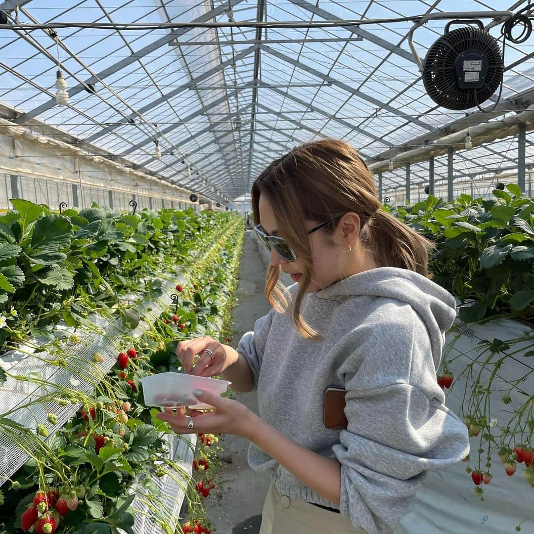 Mika Jimboさんのインスタグラム写真 - (Mika JimboInstagram)「【最大の穴場いちご狩り🍓🍓🍓狭山ベリーランド】﻿ ﻿ 念願のいちご狩り🍓🍓🍓﻿ マジで天気も最高だったなー☺️💯﻿ ﻿ 車で1時間ぐらい？でついたけど、﻿ 人結構いたけど余裕で入れるサイズの超でかいハウスだったから全然密じゃなくていいよ❗️﻿ ﻿ ¥2,200で30分間﻿ ほっぺ姫とあきひめ食べれるんだけど﻿ どっちもそれぞれ甘いし最高💯﻿ ﻿ みんなで食べまくった💘﻿ ﻿ わたしは大きいいちごばっかり選んで食べたぜ🤤🤤🤤 #狭山いちご狩り#狭山ベリーランド#いちご狩り#いちご狩り#いちご#埼玉#埼玉観光#埼玉県#さいたま#いちごがり」2月18日 0時07分 - mikajimbox