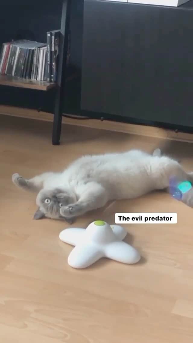 Cats of Instagramのインスタグラム：「From @otie_thecat: "Otis‘ weird chilling positions 🥸" #catsofinstagram」