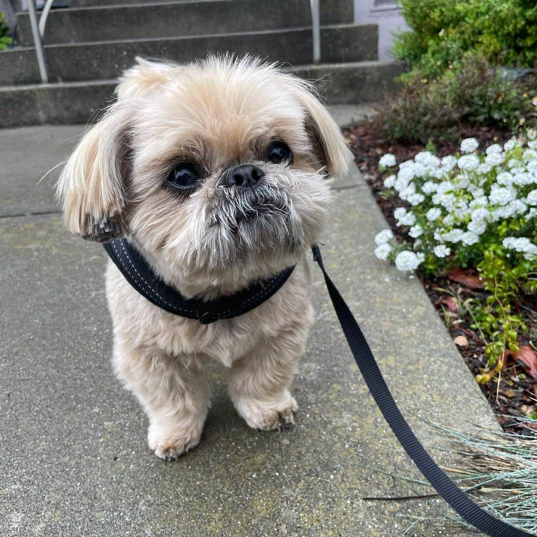 Dougie the Shih Tzuさんのインスタグラム写真 - (Dougie the Shih TzuInstagram)「Who’s the cutest?」2月18日 0時15分 - dailydougie