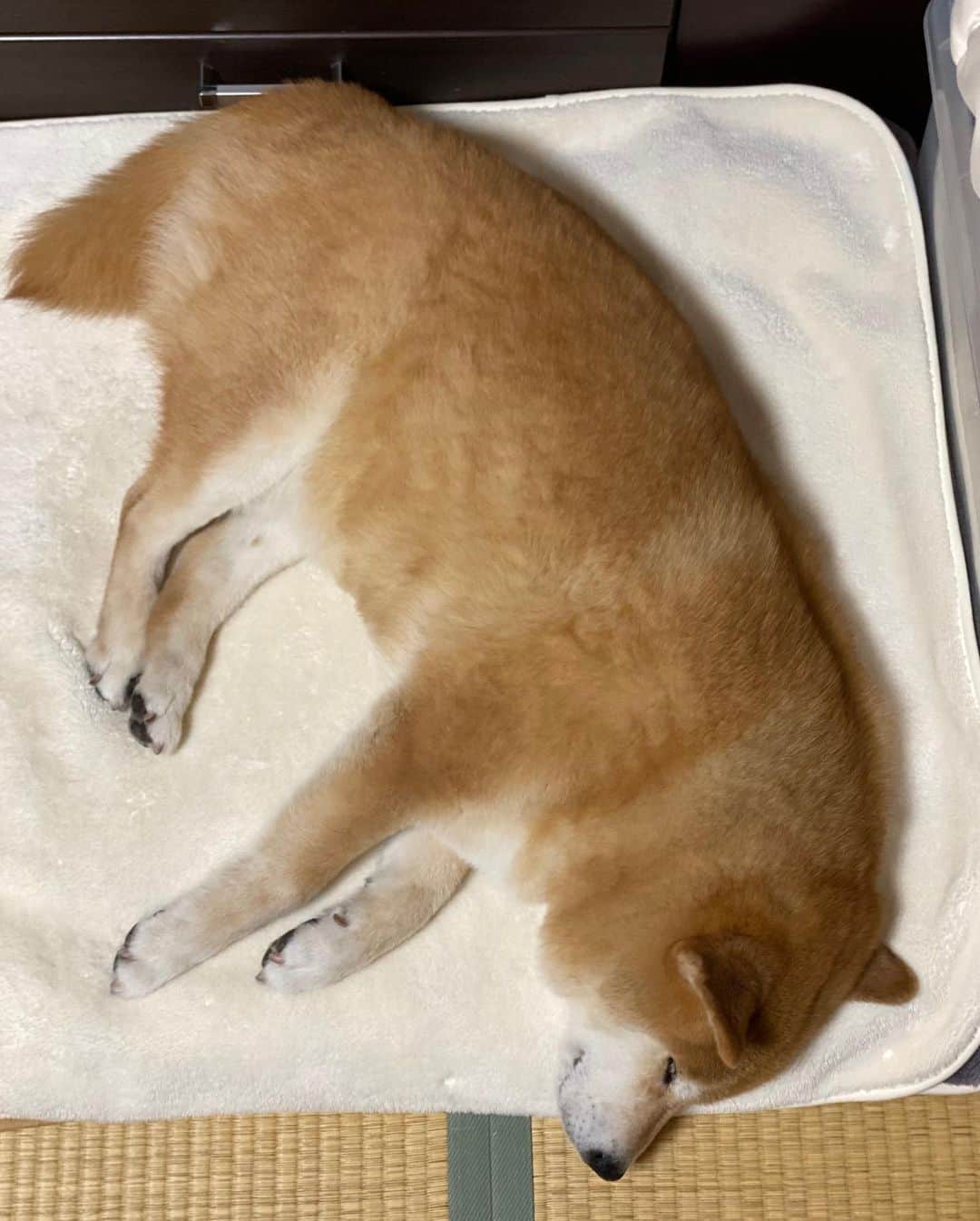 まる（まるたろう）さんのインスタグラム写真 - (まる（まるたろう）Instagram)「Good night!✨🐶💤✨今日はこんな感じで寝るか #寒くなったらベッドに行くの #パパと交代 #ギブアンドテイクだもんね」2月18日 0時24分 - marutaro