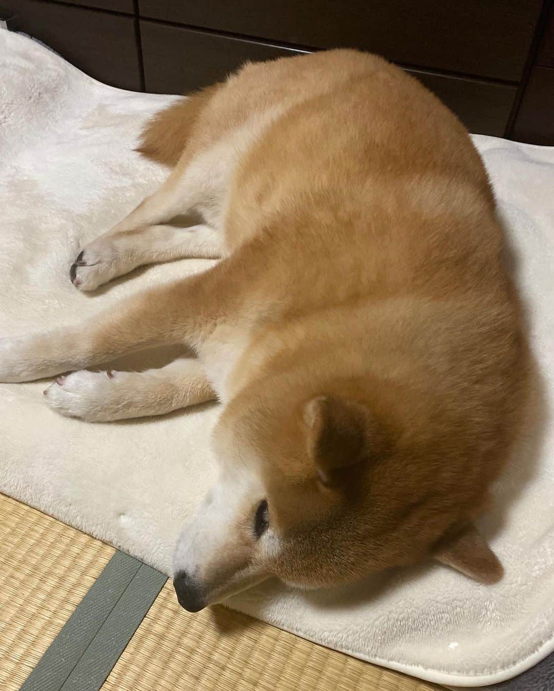 まる（まるたろう）のインスタグラム：「Good night!✨🐶💤✨今日はこんな感じで寝るか #寒くなったらベッドに行くの #パパと交代 #ギブアンドテイクだもんね」