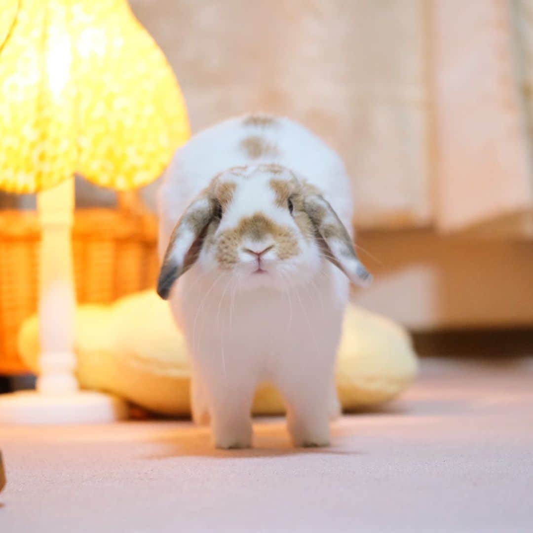 usagraphのインスタグラム：「はっけよーい…のこった！！…ってゆうときの体制w しっかり受け止める所存です😤💕 ＊ ＊ ＊ #相撲ポーズ #うさぎ　#rabbit #bunny #アニマル写真部　＃instabunnies #igersjp  #tokyocameraclub #東京カメラ部  #bunnystagram  #うさぎ部 #ホーランドロップ #hollandlop  #ファインダー越しの私の世界  #myfujilove  #今日もx日和　#cutepets」