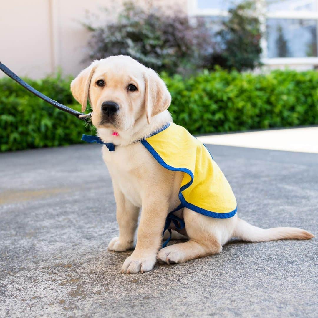 The Dogistさんのインスタグラム写真 - (The DogistInstagram)「NEW PODCAST EPISODE: This week, we had our first guests on @thedogistpodcast! We welcomed Ashley and Phil from @fosteringpuppies, who spoke with us about puppy raising for CCI, service dogs, and her last few days with Phil before he starts the next leg of his service dog training journey. Ashley is a 21-year-old student who has raised and trained FIVE puppies for @ccicanine, and documents the entire process on her Instagram. There are tears, laughter, and even some Phil appearances – listen now at the link in bio or watch on YouTube!」2月18日 0時31分 - thedogist