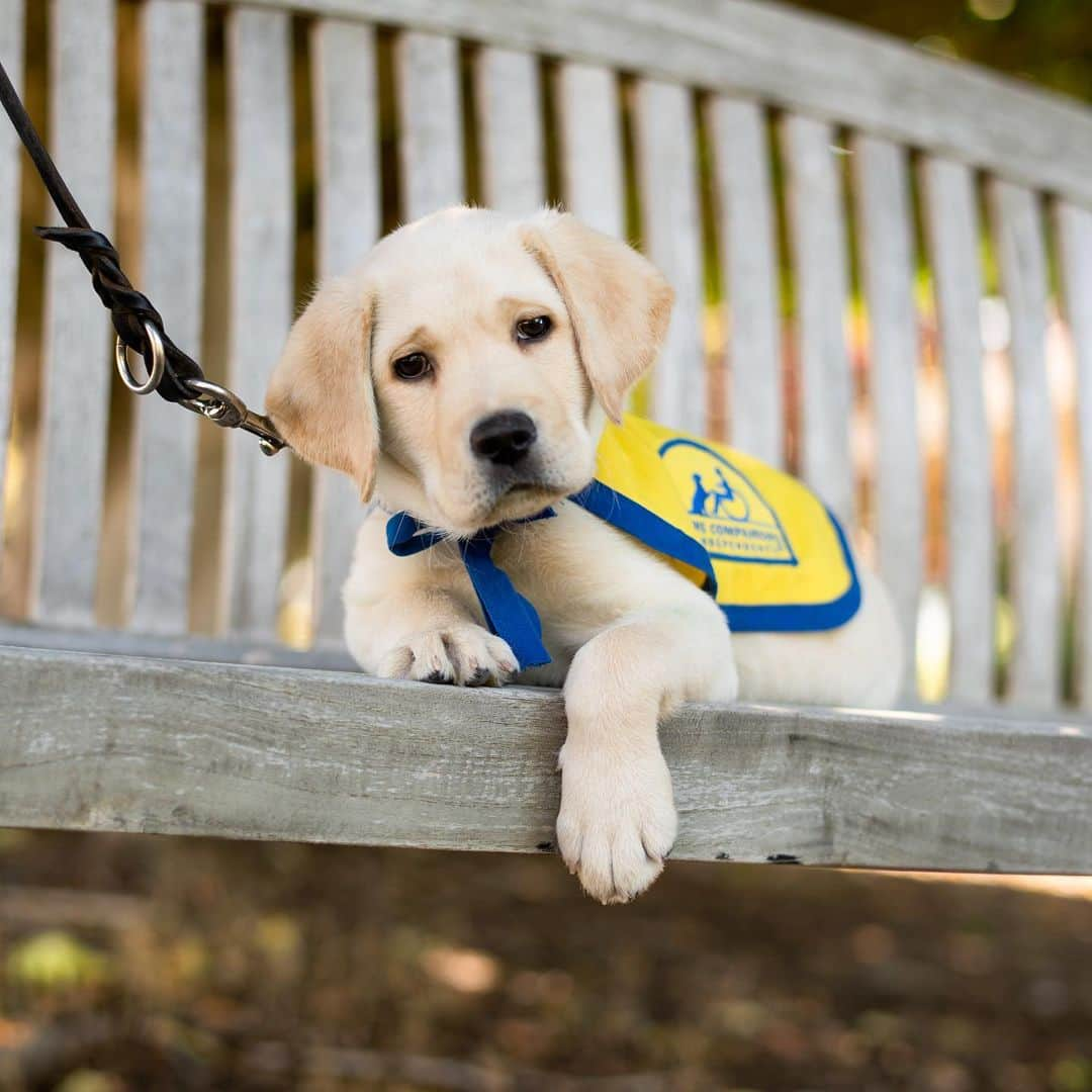 The Dogistさんのインスタグラム写真 - (The DogistInstagram)「NEW PODCAST EPISODE: This week, we had our first guests on @thedogistpodcast! We welcomed Ashley and Phil from @fosteringpuppies, who spoke with us about puppy raising for CCI, service dogs, and her last few days with Phil before he starts the next leg of his service dog training journey. Ashley is a 21-year-old student who has raised and trained FIVE puppies for @ccicanine, and documents the entire process on her Instagram. There are tears, laughter, and even some Phil appearances – listen now at the link in bio or watch on YouTube!」2月18日 0時31分 - thedogist