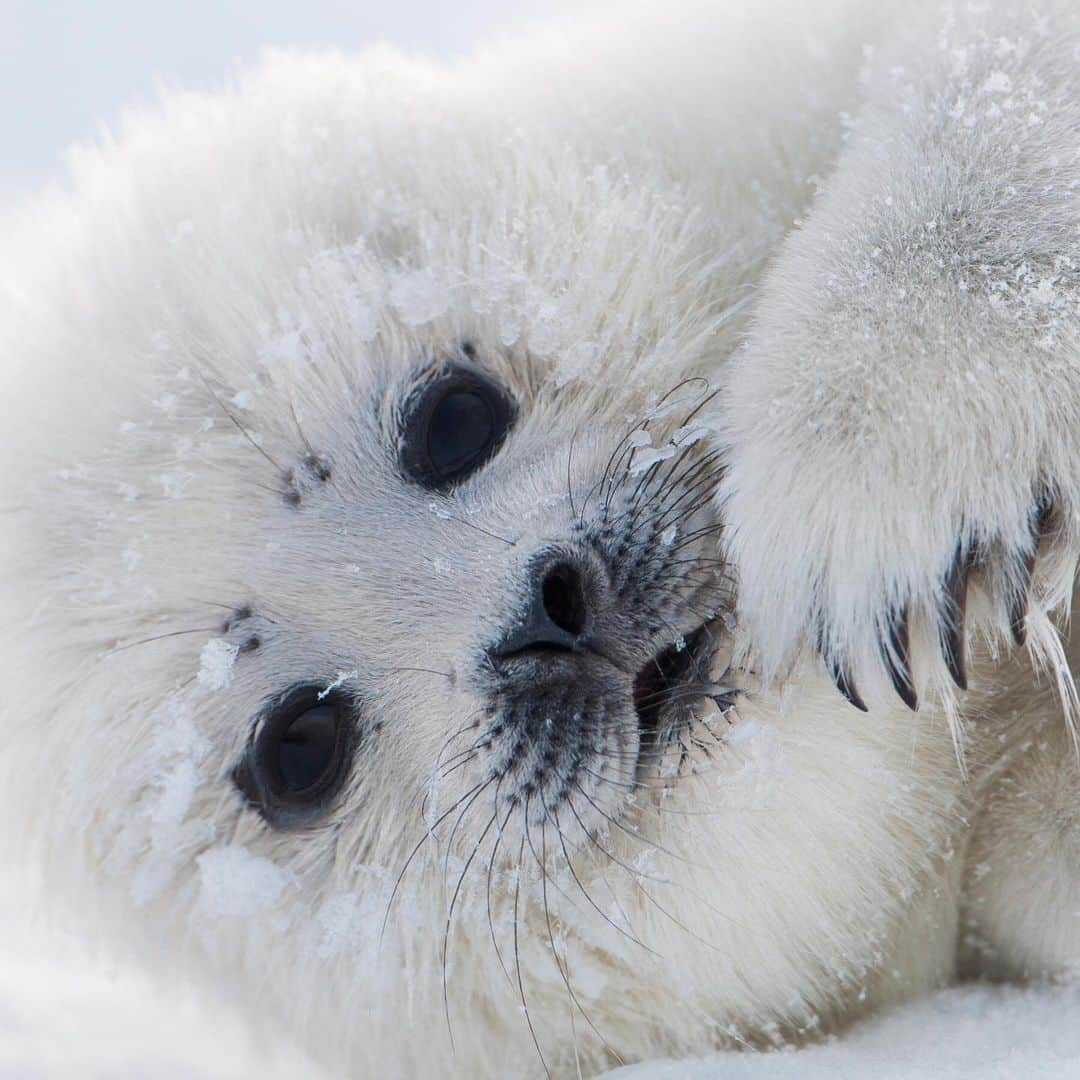 ナショナルジオグラフィックさんのインスタグラム写真 - (ナショナルジオグラフィックInstagram)「Photos by @florianschulzvisuals / Baby seal pups cannot withstand long periods of time in the freezing water and wait for their mothers on the ice, next to the breathing holes. When a snowdrift forms, it allows seal pups to hide in their lairs, hidden from polar bears and protected from the worst cold.   Ringed seals have the unique ability to keep their breathing hole open by scratching away the ice—even in winter's peak, when the sea ice is more than two feet (half a meter) thick. To get this series of photographs, I spent most of the night like a seal—on my belly. Please follow me @florianschulzvisuals for more stories from the wild. #wildlife #arctic #wildlifephotography」2月18日 0時37分 - natgeo