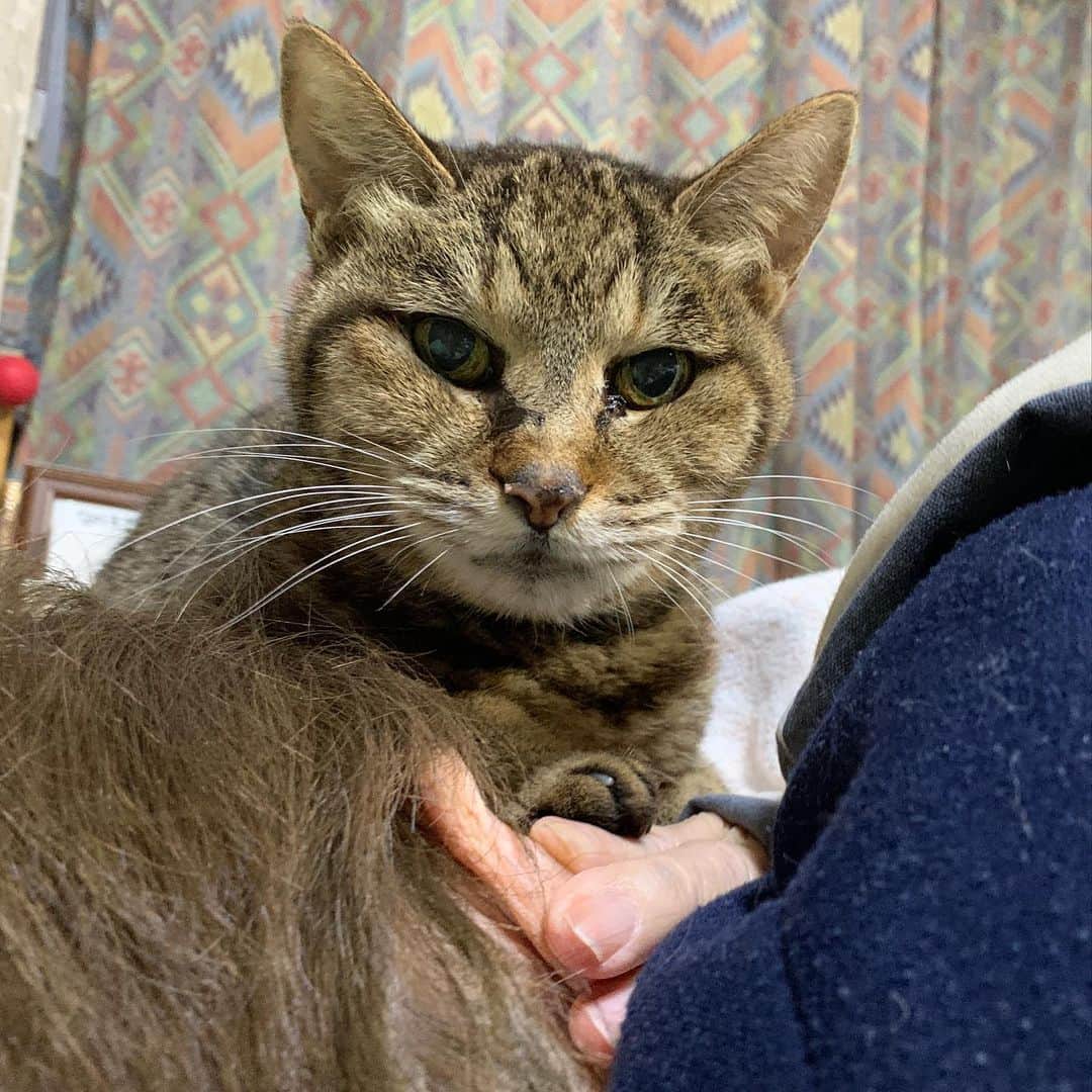 Kachimo Yoshimatsuのインスタグラム：「ココちゃん、バーバの顔の上に乗ってない？ #うちの猫ら #猫 #cocoa #ねこ #cat #ネコ #catstagram #ネコ部 http://kachimo.exblog.jp」