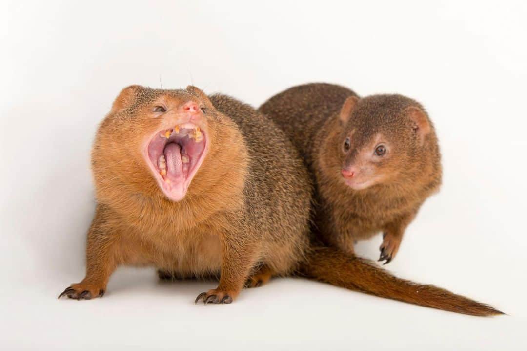 Joel Sartoreさんのインスタグラム写真 - (Joel SartoreInstagram)「Packs of common dwarf mongooses are all about girl power. This species is matrilineal, which means the highest ranking mongoose in a pack is typically an older, dominant female. Her mate is second in command, and the two represent the only breeders in the group. Throughout the rest of the pack, no matter what age class, females are dominant over males. Only when the matriarch dies does the group split and restructure, with a new female taking the lead. Photo taken @theomahazoo. #mongoose #dwarf #girlpower #matrilineal #matriarch #PhotoArk #savetogether」2月18日 0時42分 - joelsartore