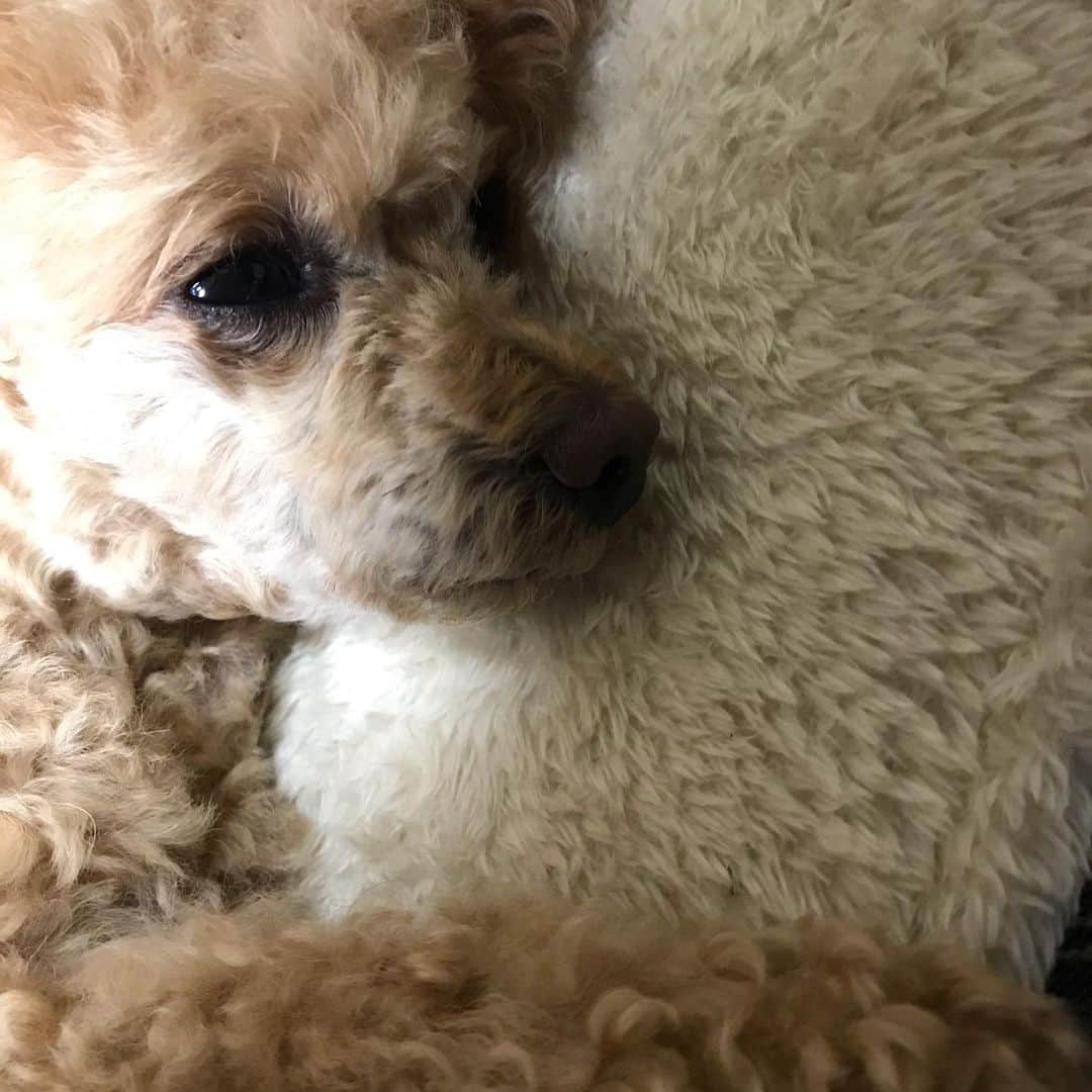 井上貴子さんのインスタグラム写真 - (井上貴子Instagram)「道場へ。  ズームミーティングとリハのため。  パタパタパタパタしとりました。  紅緒と柊音もたくさん歩いて かなり体力消耗したね。 昨日お風呂に入ったから 余計だね。  よく寝ています。 かわいー❤︎  最近家では ヨガマットを敷いて 超基本的なポーズと 超マニアックなポーズを やったりしています。  そしてこのポロシャツ^ ^ かわいーでしょ？ ある女子プロレスラーのグッズを ファンの方から頂きました。  ヒントはアタシの指文字。  （笑）  ありがとう。  Happyで^ ^  プロフィール画面に記載のURLより 通販サイト「神取屋」に飛べます^ ^  コロナ禍に携わる 全てのお仕事の皆様。  心から 感謝しています。  引き続き油断せず お気をつけて お過ごし下さいませ。  #井上貴子  #LLPWX #女子プロレス #紅緒と柊音 #トイプードル #べにひお #たくさんお散歩 #ズームミーティング #ヨガ #ポロシャツ #LLPWX通販サイト神取屋 #TikTokはじめてみた #Twitterも見てね #感謝 #STOPCOVID19」2月18日 0時52分 - takaco_inoue