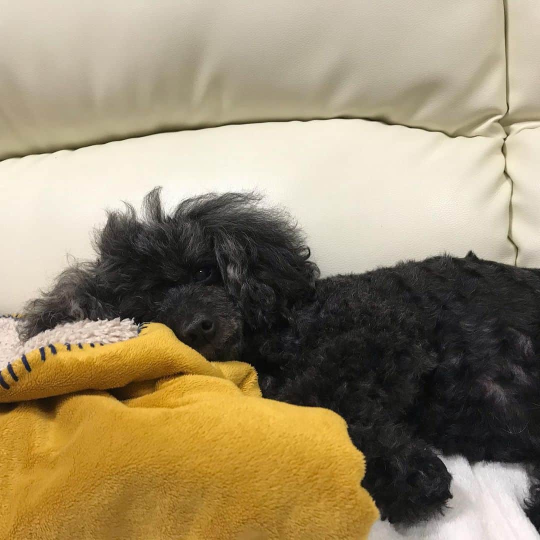 井上貴子さんのインスタグラム写真 - (井上貴子Instagram)「道場へ。  ズームミーティングとリハのため。  パタパタパタパタしとりました。  紅緒と柊音もたくさん歩いて かなり体力消耗したね。 昨日お風呂に入ったから 余計だね。  よく寝ています。 かわいー❤︎  最近家では ヨガマットを敷いて 超基本的なポーズと 超マニアックなポーズを やったりしています。  そしてこのポロシャツ^ ^ かわいーでしょ？ ある女子プロレスラーのグッズを ファンの方から頂きました。  ヒントはアタシの指文字。  （笑）  ありがとう。  Happyで^ ^  プロフィール画面に記載のURLより 通販サイト「神取屋」に飛べます^ ^  コロナ禍に携わる 全てのお仕事の皆様。  心から 感謝しています。  引き続き油断せず お気をつけて お過ごし下さいませ。  #井上貴子  #LLPWX #女子プロレス #紅緒と柊音 #トイプードル #べにひお #たくさんお散歩 #ズームミーティング #ヨガ #ポロシャツ #LLPWX通販サイト神取屋 #TikTokはじめてみた #Twitterも見てね #感謝 #STOPCOVID19」2月18日 0時52分 - takaco_inoue