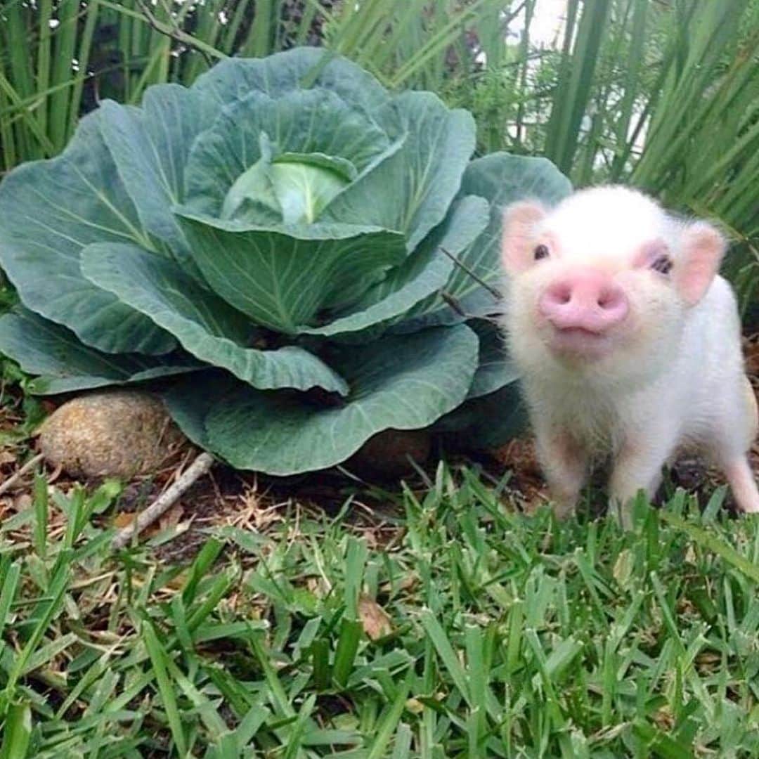 のインスタグラム：「Happy #NationalCabbageDay from my very own cabbage patch Pop. Look how cute he was! No wonder he grew up to be such a handsome boy!🐷🥬#cabbagepatchpig #friendsnotfood #BabyPop #PrissyandPop」