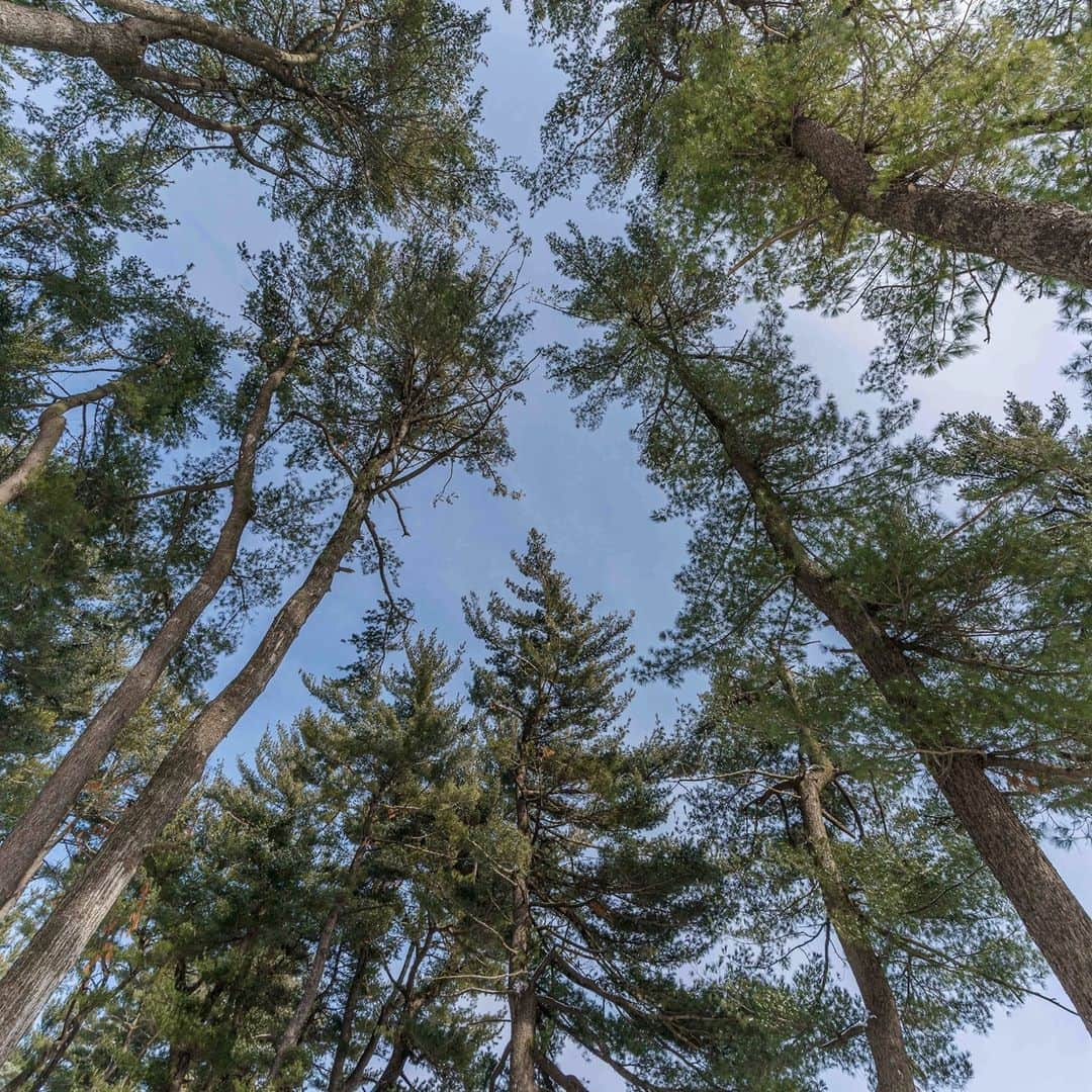 ニューヨーク植物園さんのインスタグラム写真 - (ニューヨーク植物園Instagram)「Winter in our 250 acres is when the evergreens' impressive majesty shines brightest, with blue skies above and the trees lit from below by the sun reflecting off the snow. 🌲 . #plantlove #nybgathome #museumfromhome #culturefromhome」2月18日 0時54分 - nybg