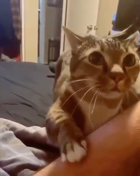 Cute Pets Dogs Catsのインスタグラム