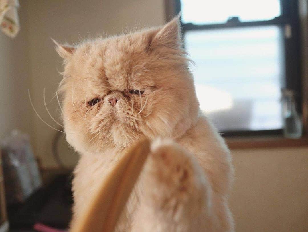 Aww Clubさんのインスタグラム写真 - (Aww ClubInstagram)「How I feel after long day of work  📷@maki_mell  #meowed #makimell #長毛猫 #exoticlonghair #🇯🇵」2月18日 1時00分 - meowed
