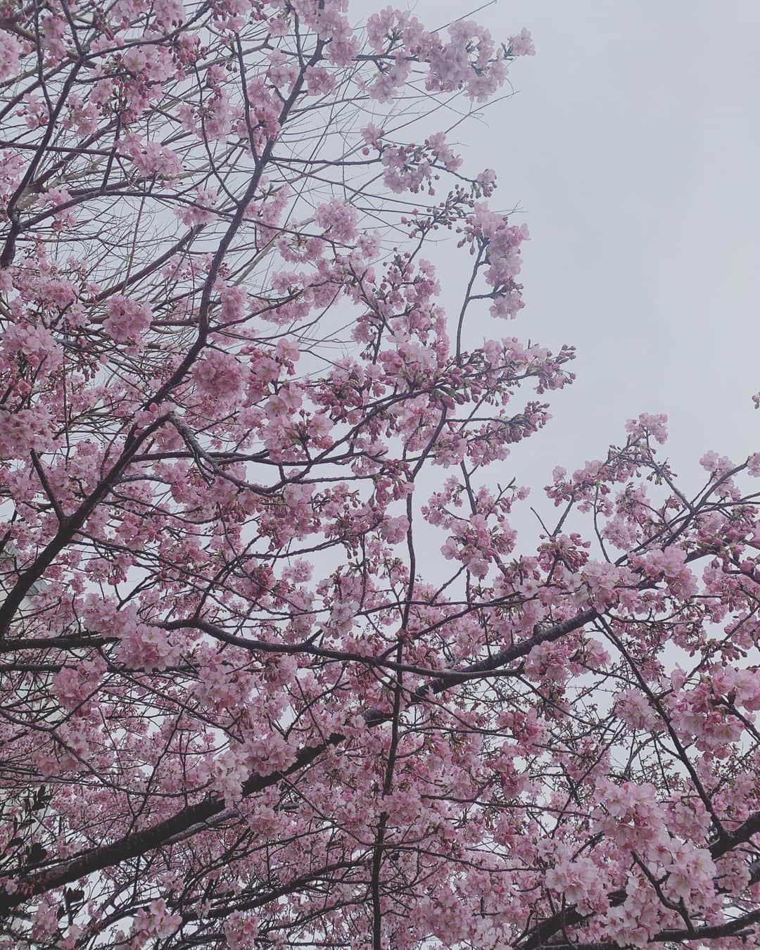 る鹿さんのインスタグラム写真 - (る鹿Instagram)「🌸🌸🌸  #今年初めての桜」2月18日 1時11分 - luluxinggg