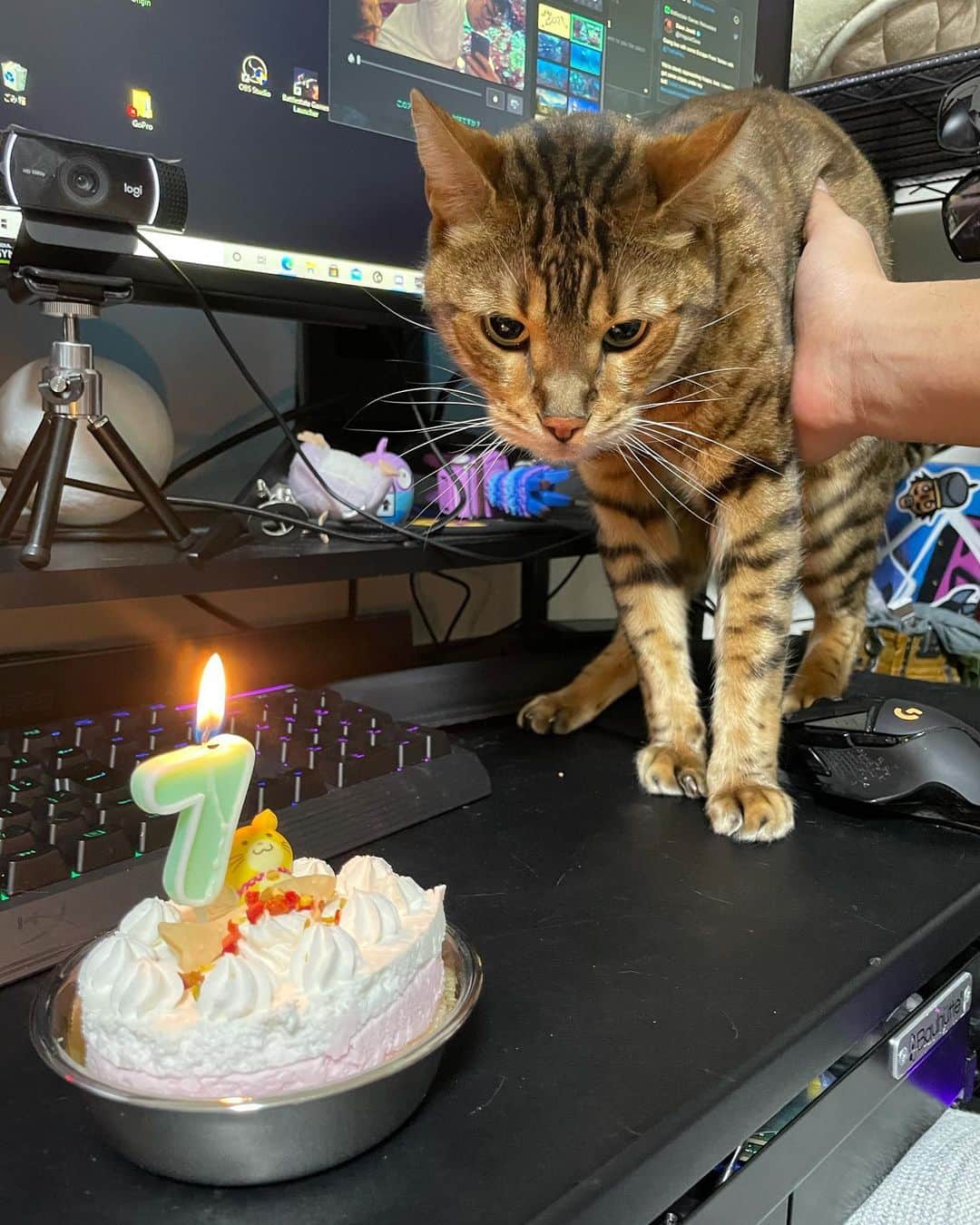 田代将太郎のインスタグラム：「2014年2月16日産まれのベンガル猫のルウさんは7歳になりました^_^ 病気もなく元気です。 長生きしてもらいたい！ YouTubeでのお誕生日会もみなさまありがとうございました㊗️🙇🏻‍♂️😸 #ベンガル猫　#bengalcat」