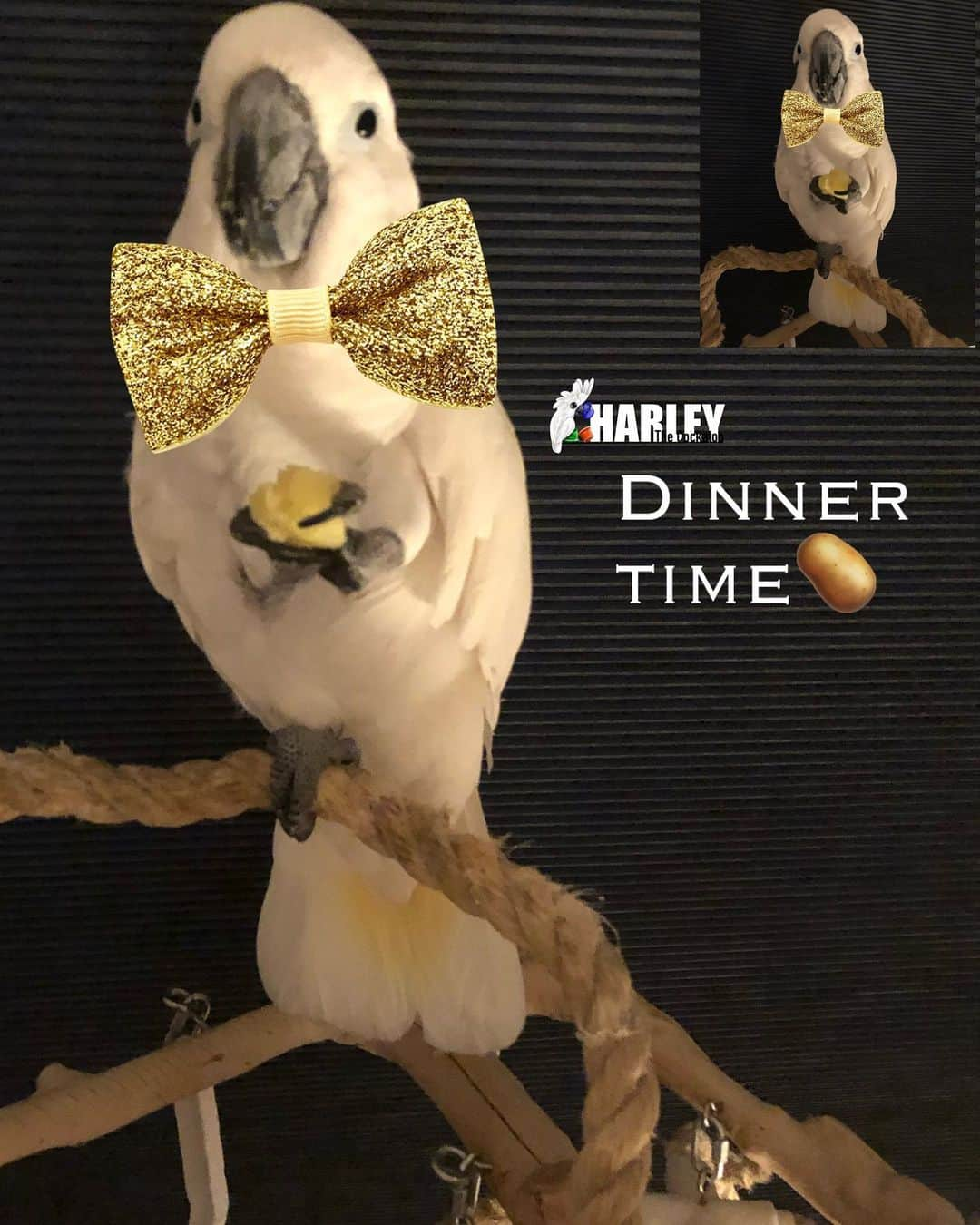 ? Enjoy Harley's Lifeのインスタグラム：「Dinnertime 😍love boiled potato yummmmmm #dinnertime#potato #yummy #yummyfood #awesome#dinnertime #cute#harleythecockatoo #bird#instagood #instagram #instadaily」