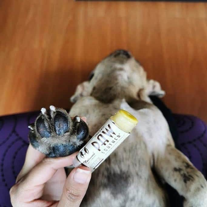 Regeneratti&Oliveira Kennelのインスタグラム：「Paws health is more important than people think, especially when paw pads become overly dry and cracked. #PawSoother is a great all-natural healing balm that works fast to condition and mend dry, chapped paw pads. Completely pet safe and perfect for keeping paws healthy all year long. . ⭐ SAVE 20% off @naturaldogcompany with code JMARCOZ at NaturalDog.com ▪️ worldwide shipping ▪️ ad 📷: @moet.the.french . . . . . .  #frenchiepetsupply #frenchiesofinsta #pugsofinsta #frenchbulldog #frenchiesofinstagram #pug #frenchies #reversibleharness #frenchiehoodie #thedodo #frenchieharness #dogclothes #dogharness #frenchiegram #dogsbeingbasic #frenchieoftheday #instafrenchie #bulldogs #dogstagram #frenchievideo #cutepetclub #bestwoof #frenchies1 #ruffpost #bostonterrier #bostonsofig #animalonearth #dog」