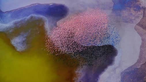 Luraさんのインスタグラム写真 - (LuraInstagram)「Lula Sees: Flamingos flying over tanzania’s lake natron, a salt lake which is home to three quarters of the world’s three million lesser flamingos, as well as toxic multicoloured extremophile cyanobacteria that thrive in water so hypersaline it would strip away human skin. For the flamingos, however, the tough skin and scales on their legs prevents burning, leaving them uniquely free to drink from the near boiling freshwater found from springs and geysers at the lake’s edges.」2月18日 3時09分 - lulaofficial