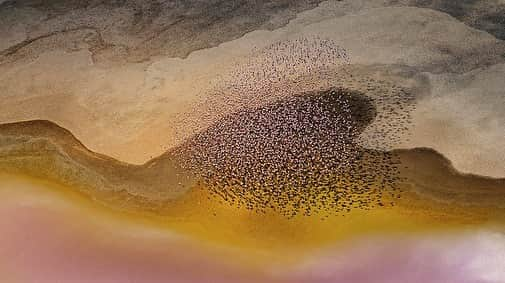 Luraのインスタグラム：「Lula Sees: Flamingos flying over tanzania’s lake natron, a salt lake which is home to three quarters of the world’s three million lesser flamingos, as well as toxic multicoloured extremophile cyanobacteria that thrive in water so hypersaline it would strip away human skin. For the flamingos, however, the tough skin and scales on their legs prevents burning, leaving them uniquely free to drink from the near boiling freshwater found from springs and geysers at the lake’s edges.」