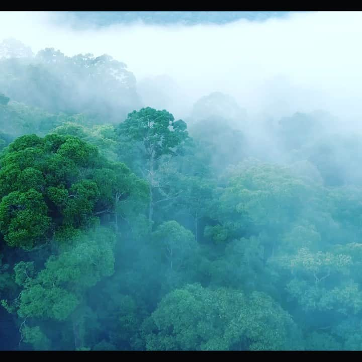 Tim Lamanのインスタグラム：「Gunung Palung National Park harbors one of the best remaining examples of pristine lowland rainforest in Borneo.  It is home to a very significant population of Bornean Orangutans, and an incredible treasure trove of Indonesia’s biodiversity that has been studied by Indonesian and foreign researchers at the Cabang Panti Research Station deep in the park for over 30 years.  I am one of many scientists who did their Ph.D. research there, and I’m honored to be a coauthor, along with 45 others, on a major scientific report published this week in the journal Biological Conservation, called “The Gunung Palung Orangutan Project: Twenty-Five Years at the Intersection of Research and Conservation in a Critical Landscape in Indonesia”. The lead author is my wife, Boston Univ Professor Cheryl Knott, who has been spearheading the effort to study and work with the National Park to help conserve orangutans and all the biodiversity of this amazing place.  Please follow @SaveWildOrangutans and visit their website www.savewildorangutans.org to learn more.  Drone piloting and video by @RussLaman (my son - its a family thing). - If you are interested in reading the paper, paste this link into your browser: https://authors.elsevier.com/a/1ca6w1R%7EeIUkT - #GunungPalung #GunungPalungNationalPark #Borneo #Indonesia @Tanagupa #TNGP #rainforest」