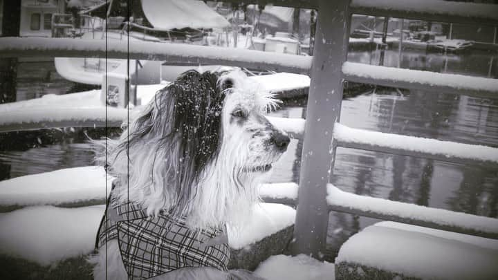 ミシェル・フォーブスのインスタグラム：「Henry’s first snow...❄️❄️❄️  #henry #adventureswithhenry」