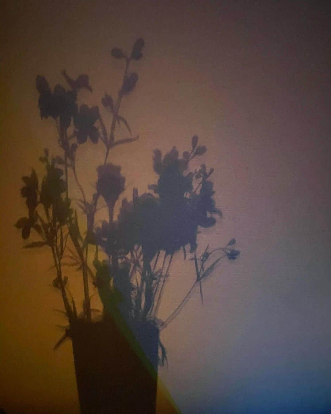 傳谷英里香さんのインスタグラム写真 - (傳谷英里香Instagram)「.﻿ キャンドルと空気清浄機の光で﻿ いい感じの雰囲気になっていた☺︎」3月4日 21時49分 - erika_denya