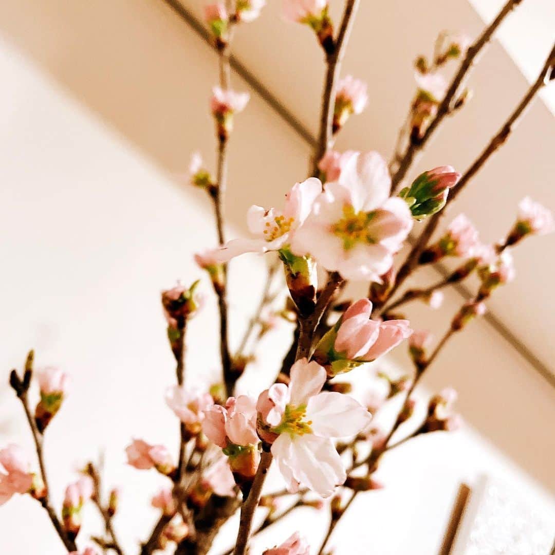 渡辺美奈代さんのインスタグラム写真 - (渡辺美奈代Instagram)「桜  昨日は、蕾だったのに 咲き始めたよっ❣️」3月4日 22時51分 - watanabe_minayo