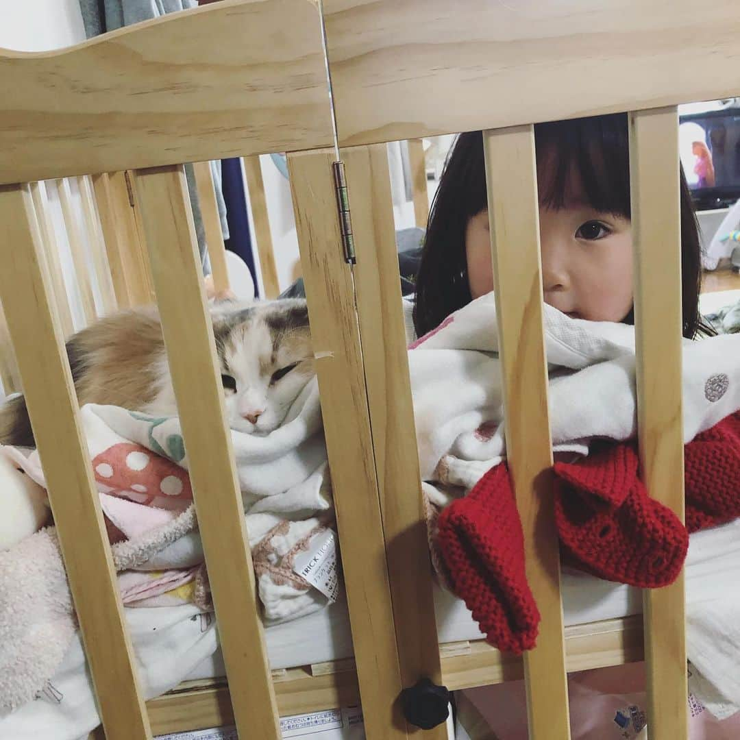 廣永遼太郎さんのインスタグラム写真 - (廣永遼太郎Instagram)「赤ちゃん返りシスターズ☺️ baby back sisters. #赤ちゃん返り #サイベリアン #長毛種 #大型猫 #ねことあかちゃん #ねことこども #siberiancat  #catstagram  #instacat 可愛いんでパパ黙認。」3月4日 14時32分 - ryotaro.h_32