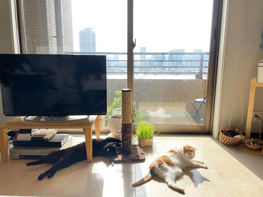 猫沢エミさんのインスタグラム写真 - (猫沢エミInstagram)「昼下がりのパラダイス。  天国は遠いところにあるんじゃなくて、いつだってここにあるんだよって、猫たちが教えてくれる。  私はキミたちとこの時代を生きていて、本当に幸せ。  #猫沢組　#ピガ兄　#ユピ坊　#猫沢イオ　#イオの扁平上皮ガン日記　#ピガ兄のギャランドゥ寝　#イオちゃんのしっぽのテープがブルーになった」3月4日 14時50分 - necozawaemi