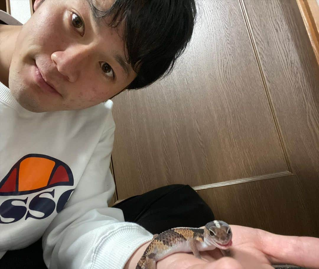 瀬崎一耀のインスタグラム：「ニシアフリカトカゲモドキのチロルです🦎  丸っこいフォルムと目がくりくりでとてもキュートなヤモリの仲間です！癒されますよね🥲  通称ファットテールゲッコーと言い、丸々とした尻尾が特徴でここに養分を溜め込むことができます👍  うちの子はワイルドと言って繁殖個体ではなくトーゴで野生で獲られたものなのでまだ警戒心はありますが、大人しくてとてもいい子です🤤  有名なレオパードゲッコー(レオパ)と似たヤモリです！ 鳴かない、噛まない、臭わない良い子です👍👍  たまにしか会えないのでまた会える日を楽しみにしています！  #ニシアフリカトカゲモドキ #ニシアフ #レオパ #レオパードゲッコー #ヒョウモントカゲモドキ #爬虫類好きと繋がりたい  #爬虫類好きの人と繋がりたい  #africanfattailedgecko  #africanfattailgecko  #reopardgecko #reptiles  #reptilesofinstagram  #reptilelover」