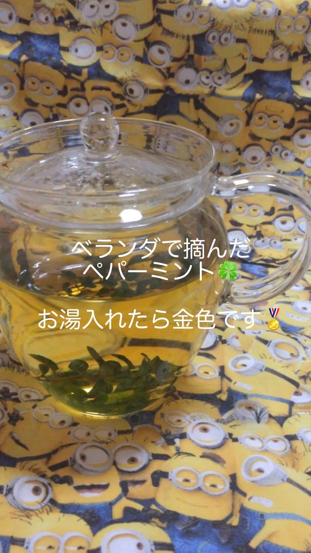 鈴木夏未のインスタグラム：「ベランダで摘んだペパーミントで ハーブティーを作ってみたら🍀 今日は金色に輝く🏅お茶でした  日によって、葉によって 多少お茶の色が違うので🍵 ゴールドが出た日は勝手に喜びます」