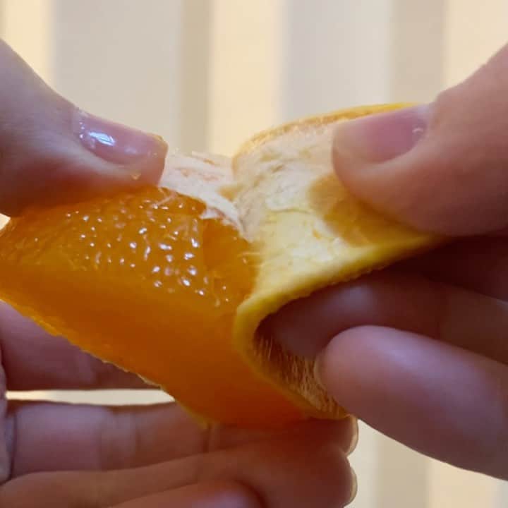 佐野優子のインスタグラム：「. 🍊たんかん🍊 この濃厚な甘さにいつも感動してしまう🥰 🍊 そしてものすごく食べやすい☝🏻 皮が薄いのが伝わるでしょうか？ 🍊 #奄美大島 #たんかん #柑橘系大好き  #果物大好き #フルーツ」