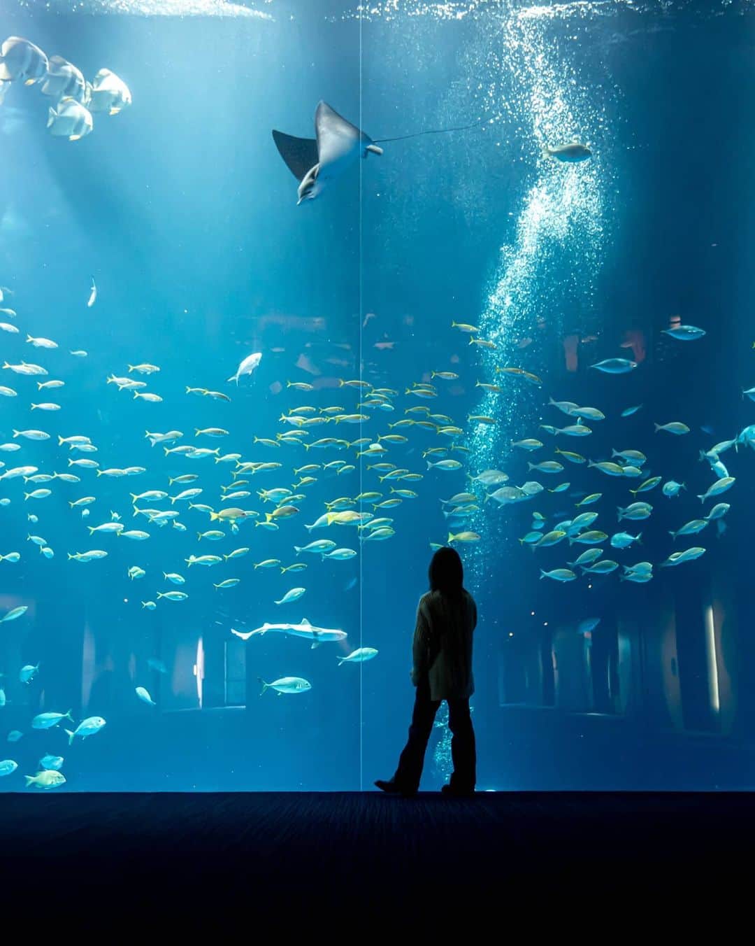 6151のインスタグラム：「大海原を旅する海の生き物たち｜香川県の旅  2020年6月にオープンした四国水族館。 この半年で2回も訪れることができた 碧い青い海の世界。  四国最大級の大水槽「綿津見(わたつみ)の景」や 鳴門の荒々しい潮流を感じる「渦潮(うずしお)の景」 などなど大きな水槽をゆっくりと眺めながら 四国の海を体験できる。  いちばんのお気に入りは「神無月の景」。 アカシュモクザメの群れが泳ぐ様を 見上げる空間はまさに深海。 ダイビングしている時の あの静寂がふーっと甦る感覚。  静かに心踊る時間が過ごせたのでした。」