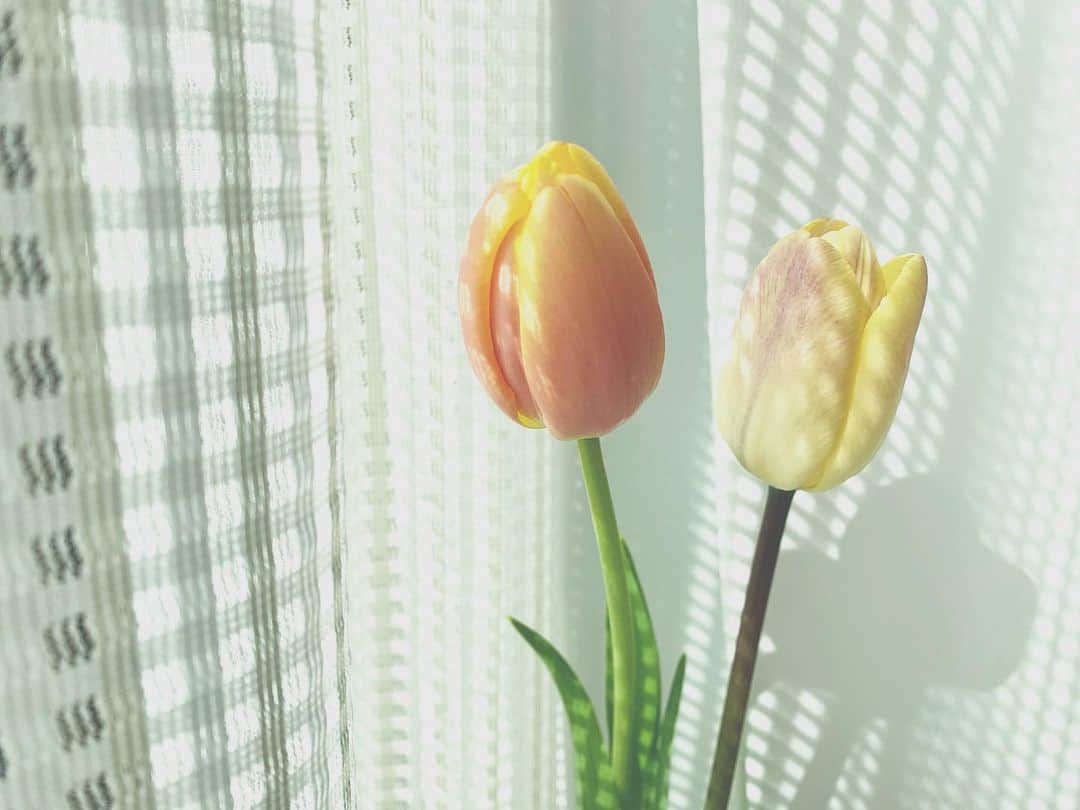 小林亜実のインスタグラム：「. １週間くらい見守ってたら花が開いてきて毎朝お日様の光に当ててあげてもう愛おしい💭 ミモザも桜もたくさん見かけて気分が晴れる季節〜🌼 . . #チューリップ #tulips #🌷」