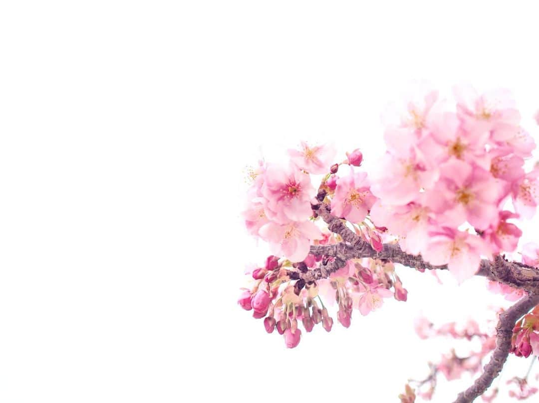 酒井千佳さんのインスタグラム写真 - (酒井千佳Instagram)「* 笹原公園の河津桜。  伊丹ローカルすぎな情報続けて すみません。  ここの公園は 広くて河津桜もたくさんあるし お花見してる人もちらほら。  娘は桜よりも 走り回って遊ぶ子供たちが 気になるみたいでした。  歩けるようになったらまた来ようね。  河津桜は早咲きだけど ソメイヨシノも今年は早そうだね。  3月中に散り始めるところも 出てきそうだよ。  お花見チャンス のがさないようにしなきゃ。  #河津桜 #お花見さんぽ #桜2021 #お花見第一弾 #お花見マニア #伊丹市 #笹原公園 #伊丹市民」3月4日 21時24分 - sakaichikaaaa