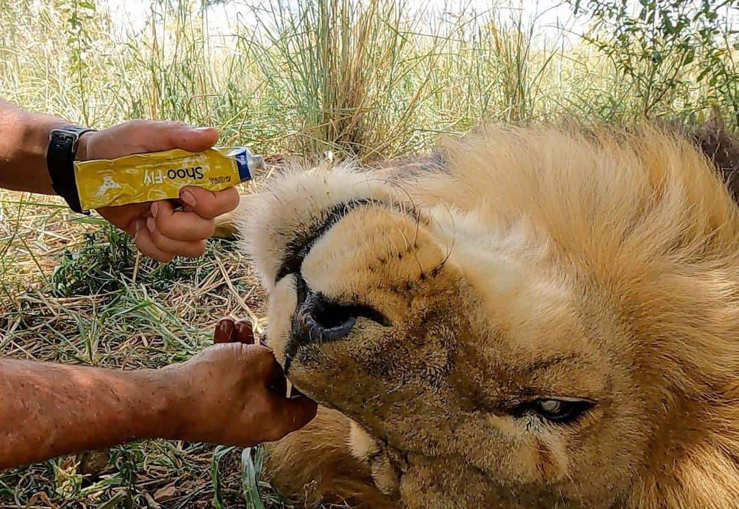 Kevin Richardson LionWhisperer さんのインスタグラム写真 - (Kevin Richardson LionWhisperer Instagram)「Shoo Fly is a wonderful cream that keeps those pesky flies 🪰 off your dogs ears and face, especially in summer. It’s contraindicated in cats ... 🧐 🤔 ... unless of course it’s a big one, then it’s perfectly ok and works a treat, especially on fly strikes to the ears. In the wild flies can be a huge irritation as well, however wild lions can always move away from the infested area and in some parts of Africa, especially East Africa, they’ve mastered climbing trees where it’s cooler and generally there’s a breeze which the flies don’t seem to enjoy. In captivity, because of the finite size of enclosures where lions are kept, controlling flies is a major concern and problem because the lions rely entirely on humans to keep their areas clean of faeces, uneaten meat and other sources of fly infestations. Fly traps and clean enclosures are essential but sometimes the most effective relief comes from ointment directly applied to the affected areas. You can see a massive difference in the lions that are tolerant of it and those that aren’t. This is why overcrowded, small and inadequate enclosures (difficult to clean because there’s no where to isolate the lions) are a real problem in the control of flies and other potential pathogens in the captive lion industry, which currently has over 300 breeding facilities and around 12000 individuals. It’s really mental to think that this is way more than 4x the wild population of lions in South Africa and not that far off the total wild lion population in the world. #foodforthought #lion」2月18日 13時01分 - lionwhisperersa