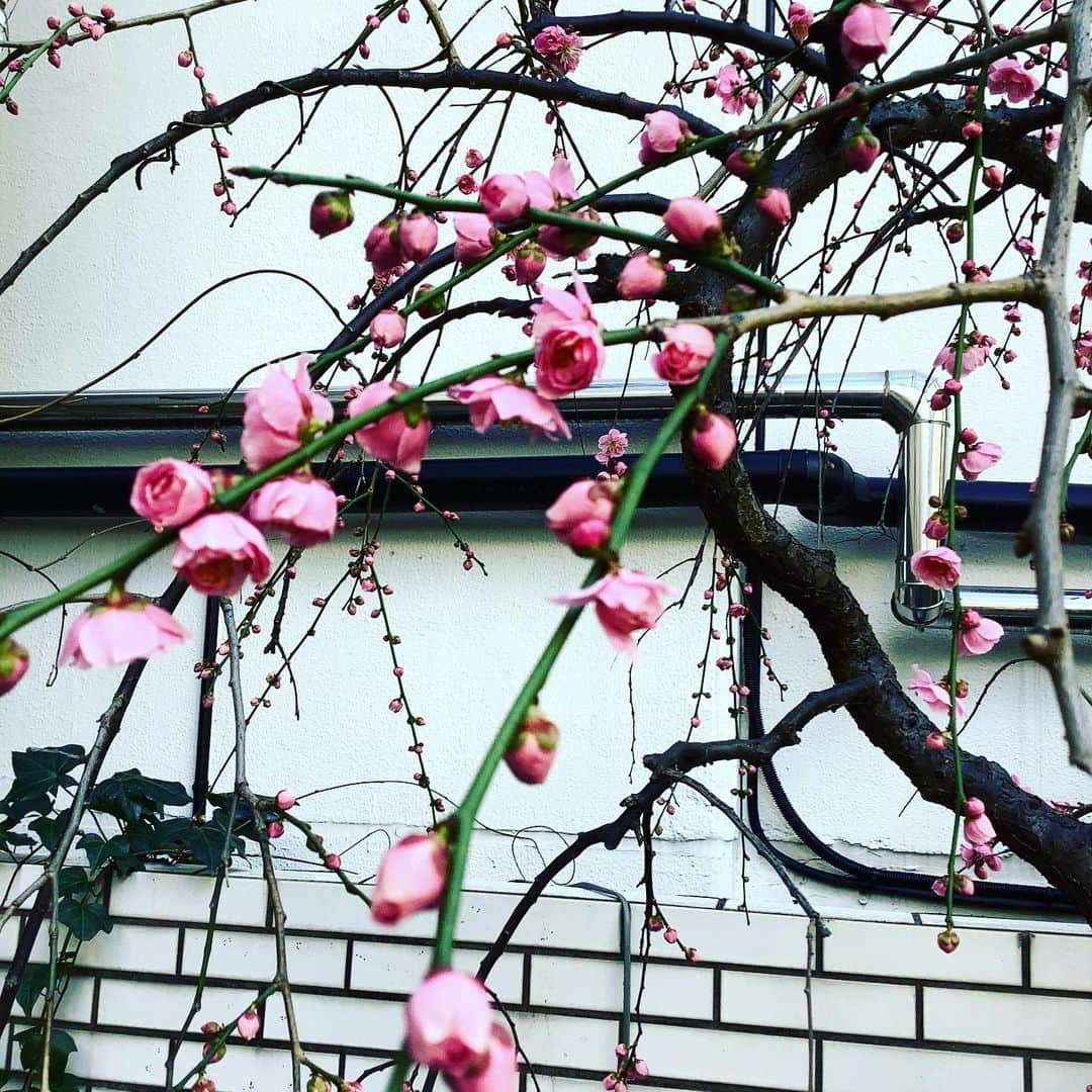 丸山敬太さんのインスタグラム写真 - (丸山敬太Instagram)「丸山邸の庭の枝垂れ桃の花が 一気に咲き始めました。  可愛い」2月18日 13時01分 - keitamaruyama