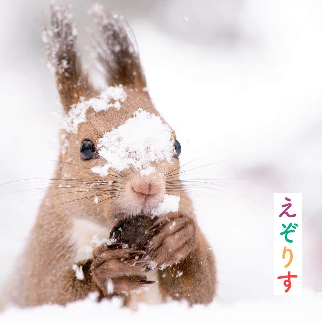 Skyticket.jpさんのインスタグラム写真 - (Skyticket.jpInstagram)「⠀ 悶絶注意！北海道に生息するかわいい野生動物 ⠀ 日本最北の地、北海道。 豊かな自然に恵まれた北海道には、本州では見ることのできない固有の動物たちが数多く生息しています。 ⠀ 中でもその可愛すぎる容姿がネット上で話題になる動物たちも。今回は激かわ動物を4つご紹介します。 ⠀ photo by 📷 ①エゾモモンガ：Ｃｈｉ－ / PIXTA(ピクスタ) ②エゾモモンガ：mihiro / PIXTA(ピクスタ) ③シマエナガ ④エゾリス：mihiro / PIXTA(ピクスタ) ⑤キタキツネ：ゆ～や / PIXTA(ピクスタ) ⠀ ・ ・ ▼旅先の絶景やおすすめ写真を大募集📷 #skyticketrip を付けた投稿はストーリーズでご紹介させてください🌈 ⠀ 北海道旅行なら「北海道旅行×スカイチケット」で検索✈ ⠀ #北海道 #北海道旅行 #知床 #雪 #エゾモモンガ #モモンガ #エゾリス #リス #シマエナガ #鳥 #野鳥観察 #野鳥 #小鳥 #キタキツネ #キツネ #北海道３大かわいい動物 #野生動物 #北海道3大かわいい動物 #野生 #hokkaido #北海道3大かわいい動物 #写真好きな人と繋がりたい #カメラ好きな人と繋がりたい #squirrel #redfox #animal #hokkaidotrip #skyticket #スカイチケット」2月18日 12時56分 - skyticket.jp